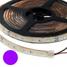 Светодиодная лента: 5050 150LED IP68 12V*36W Violet                   